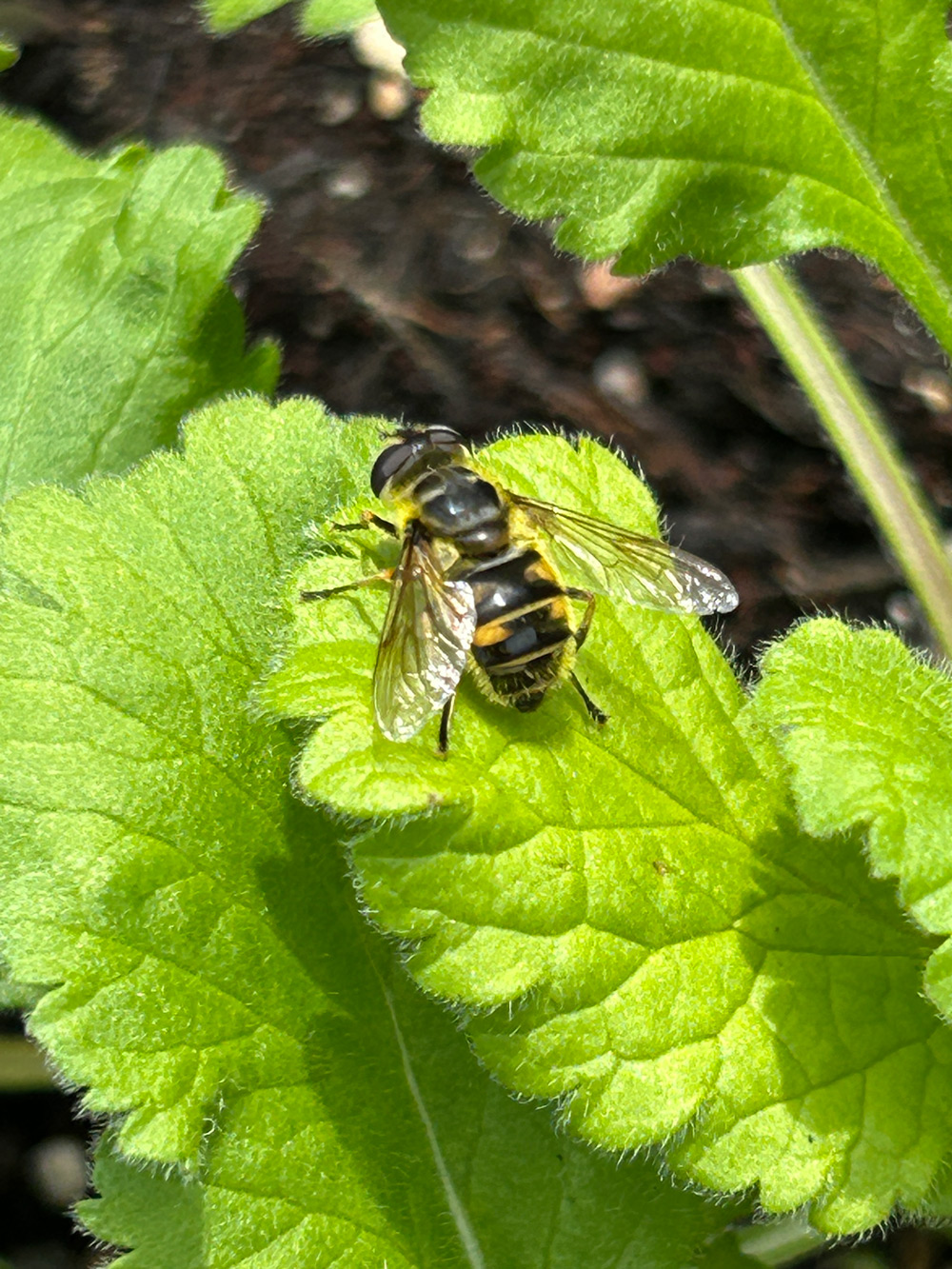 hover fly